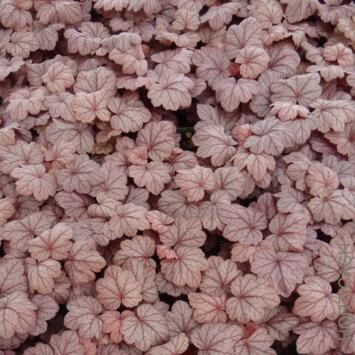 image HEUCHERA MICRANTHA GRAPE SODA