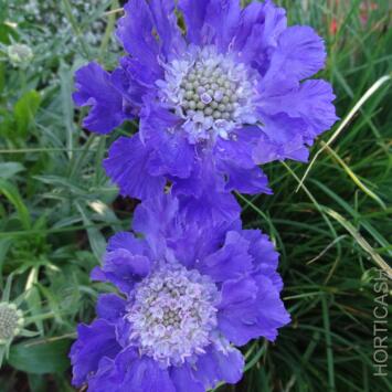 image SCABIOSA COLUMBARIA