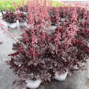 image HEUCHERA TIMELESS NIGHT