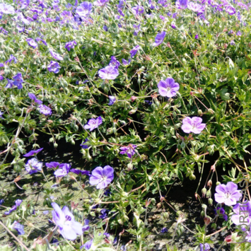 image GERANIUM ROZANNE