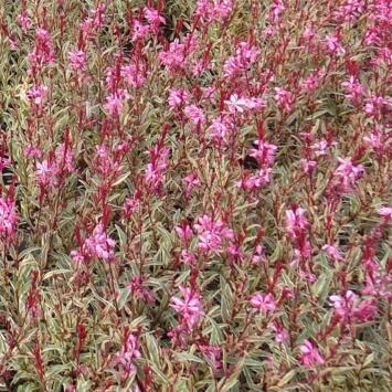 image GAURA LINDHEIMERI ROSE PANACHE