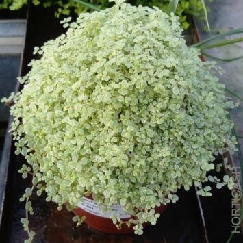 image HELXINE SOLEIROLII ARGENTEA