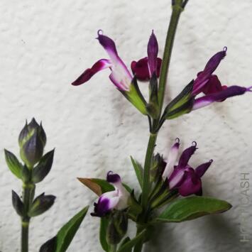 image SAUGE GREGGI AMETHYST LIPS