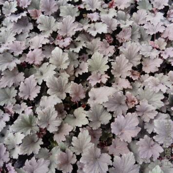 image HEUCHERA BINOCHE