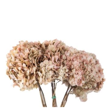 image HORTENSIA STABILISE NATUREL CREME/ROSE