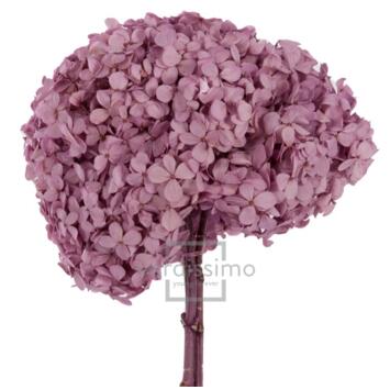 image HORTENSIA STABILISE LILAS