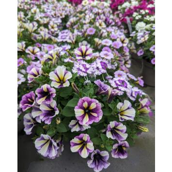 image PLANTES MASSIF MELANGE