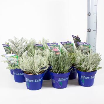 image PLANTES EXT VARIEES