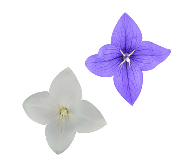 PLATYCODON GRANDIFLORUM
