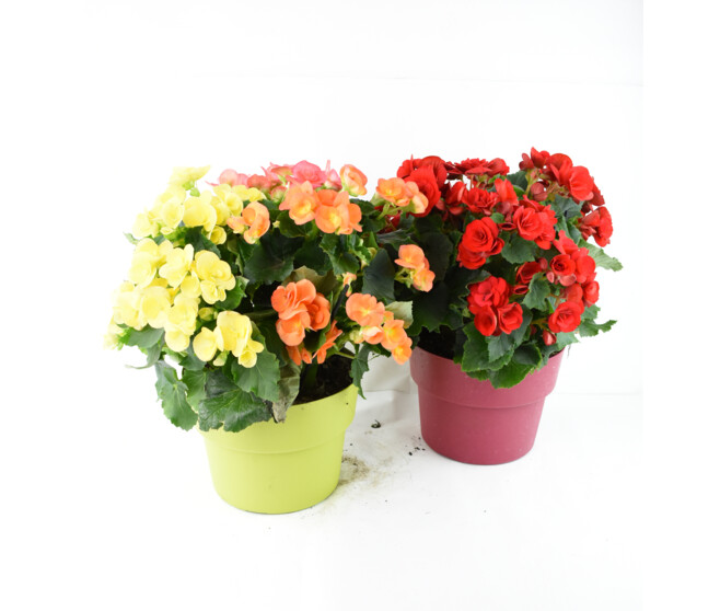 BEGONIA RIEGGER