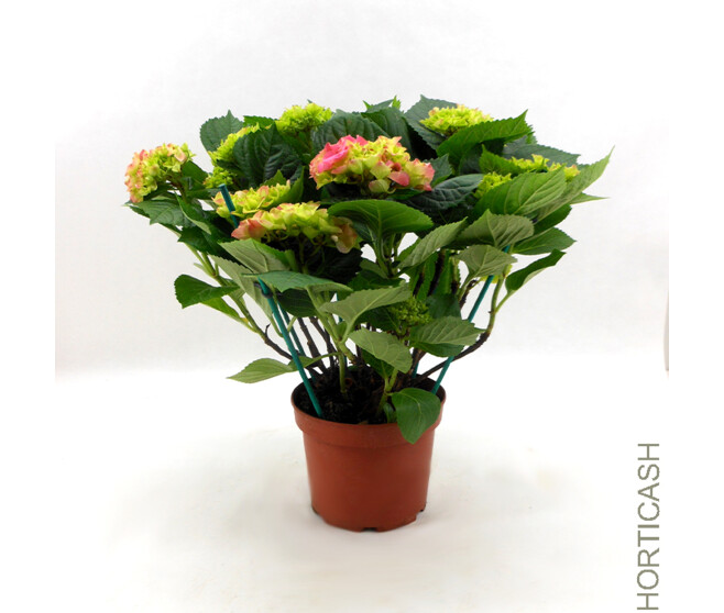 HORTENSIA 7/8FL