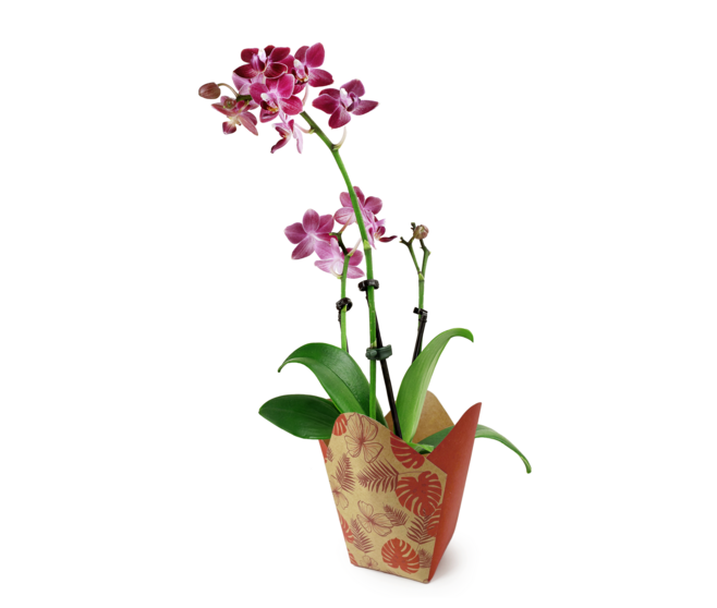 SAC NEW ORCHID 15X8.5 H15.5CM ROUGE SAUVAGE x25