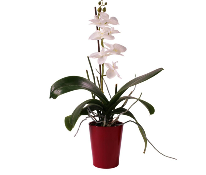 CP ORCHIDEE D13 H16CM ROUGE