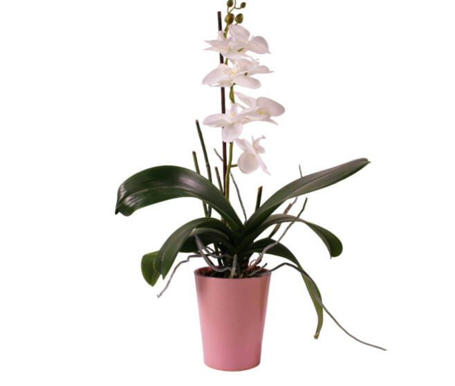 POT PHALAENO D13 X 16 ROSE CLAIR