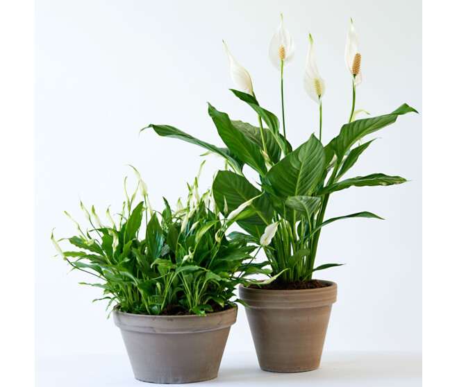 SPATHIPHYLLUM
