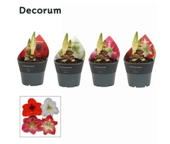 AMARYLLIS 2TIGES