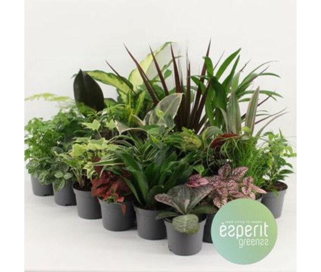 PLANTES VERTES VARIEES