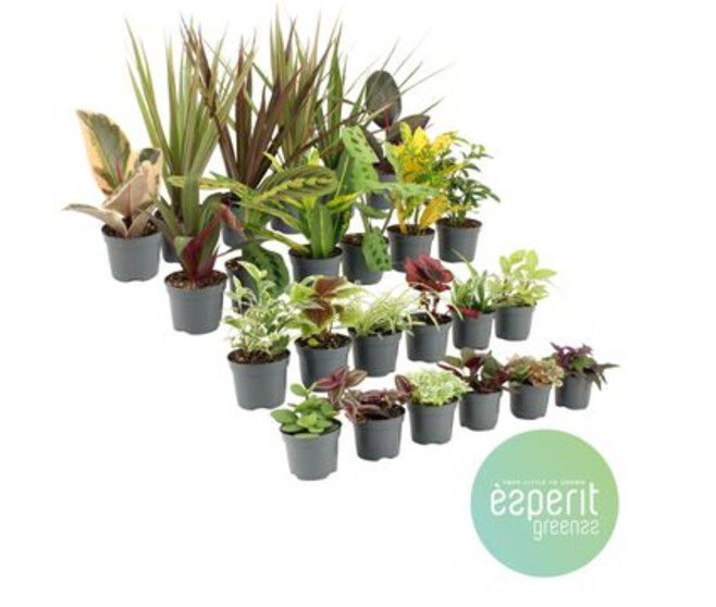 PLANTES VERTES VARIEES