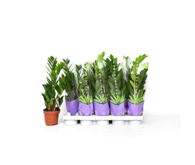 ZAMIOCULCAS