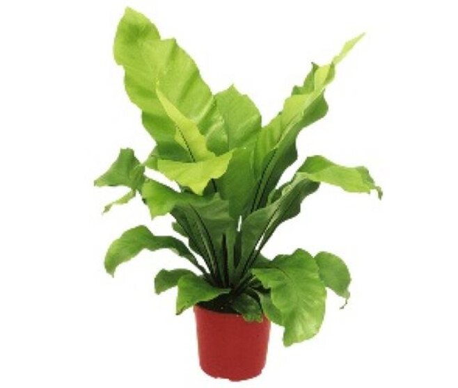 ASPLENIUM NIDUS