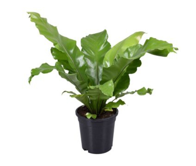 ASPLENIUM NIDUS