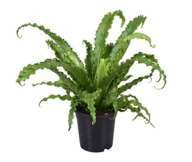 ASPLENIUM OSAKA