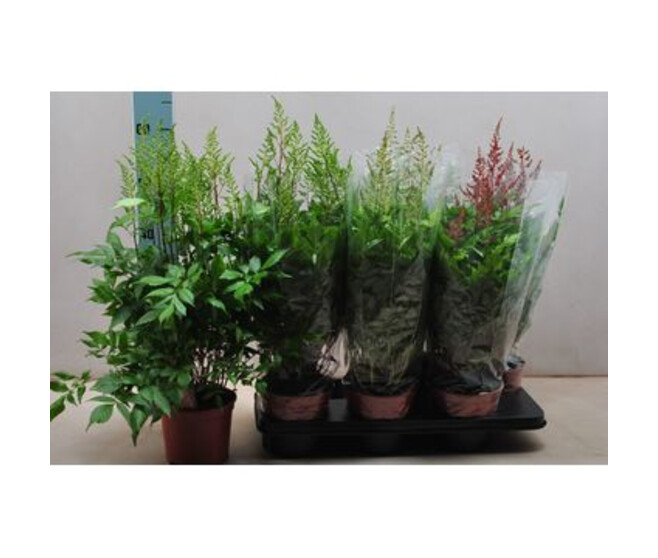 ASTILBE