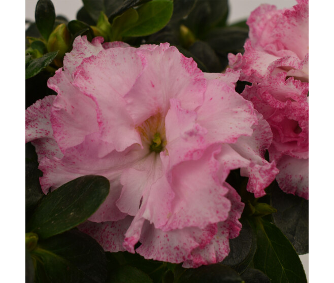 AZALEE INDICA