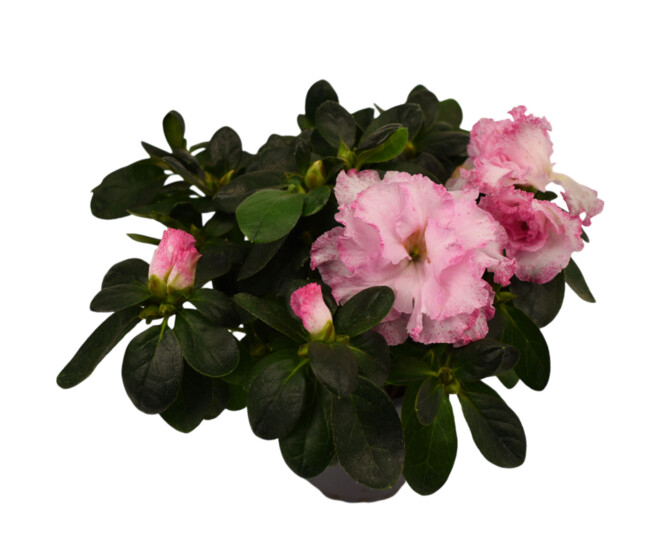 AZALEE INDICA