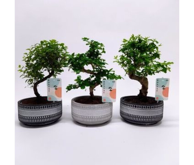 BONSAI