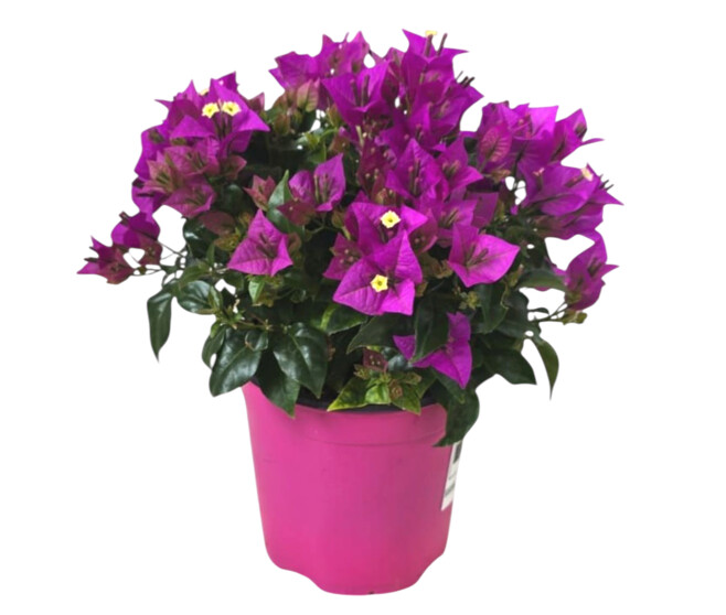 BOUGAINVILLIER VIOLET