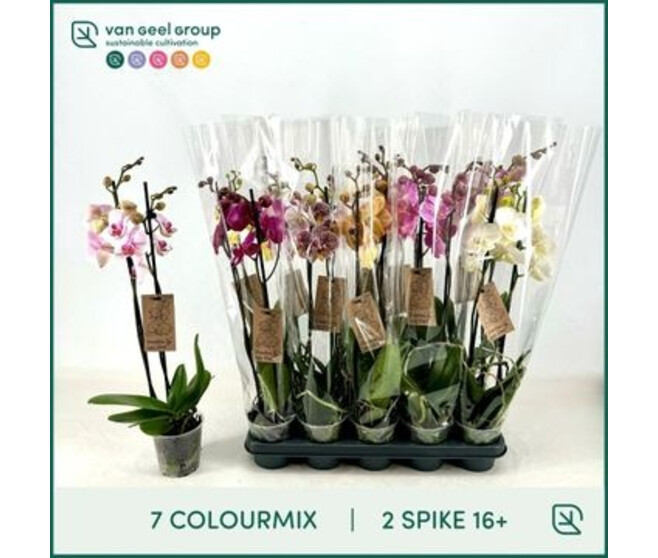 PHALAENOPSIS 2BR VARIE