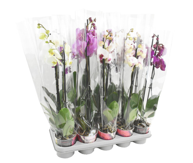 PHALAENOPSIS 2BR VARIE