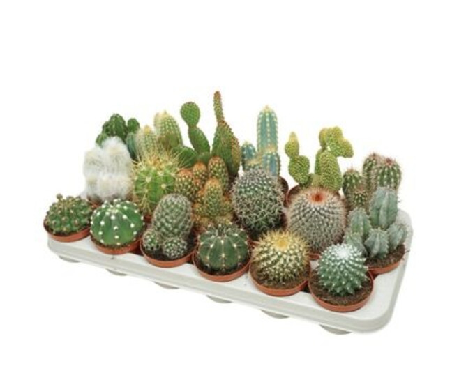 CACTUS VARIES