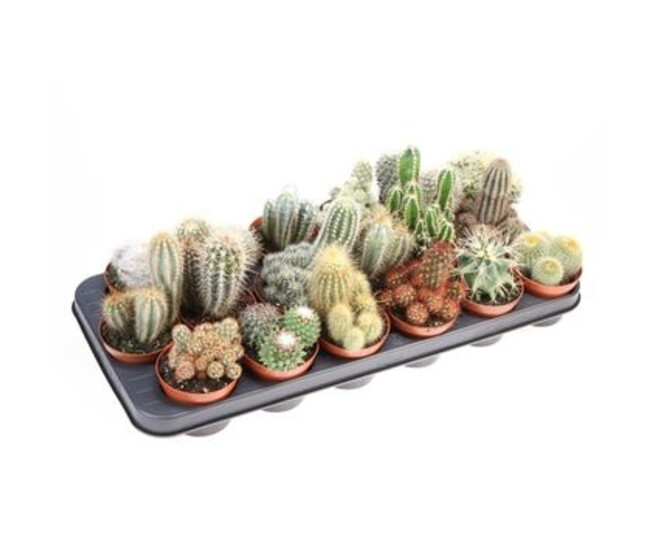 CACTUS VARIES