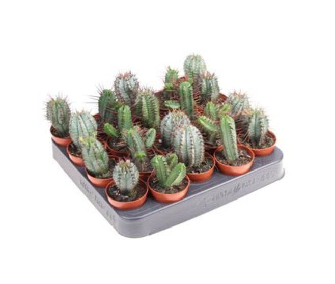 CACTUS VARIES