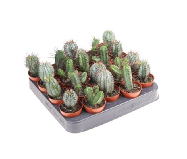 CACTUS VARIES