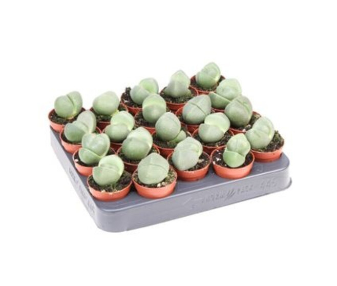 CACTUS LITHOPS