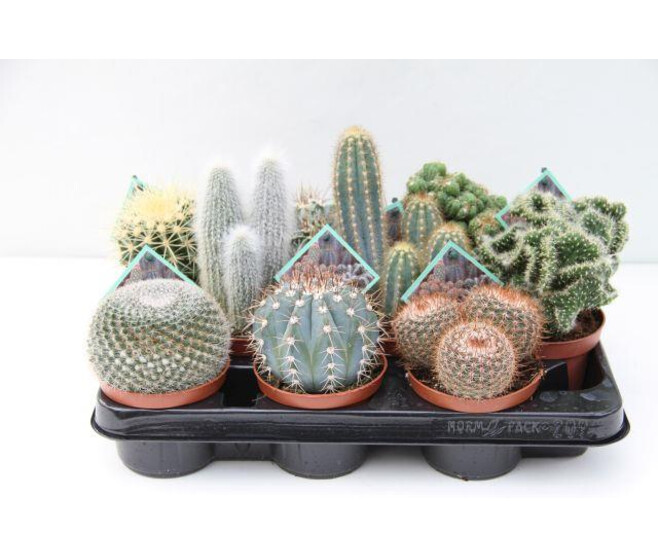 CACTUS VARIES