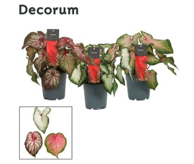 CALADIUM