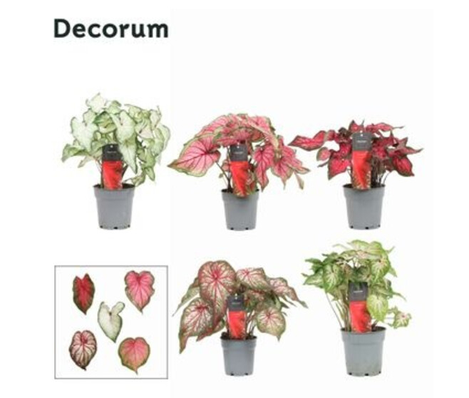 CALADIUM