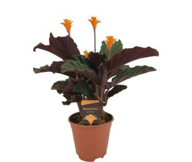 CALATHEA CROCATA 3/4FL