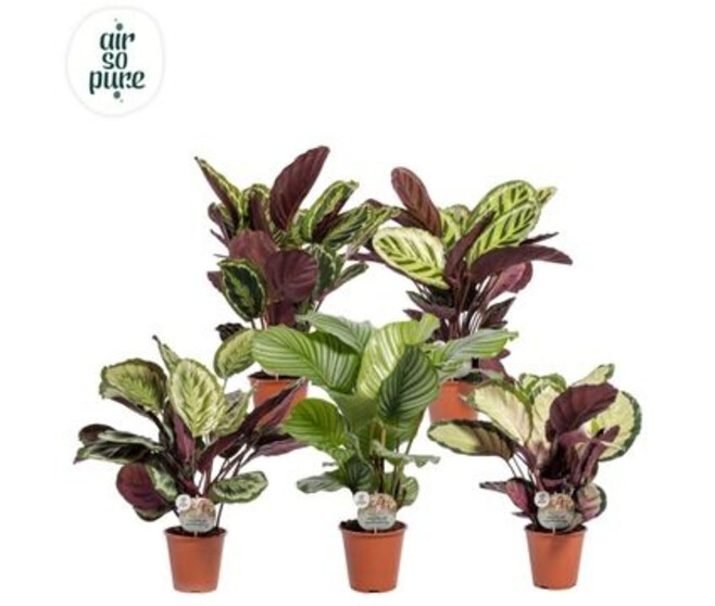 CALATHEA VARIES