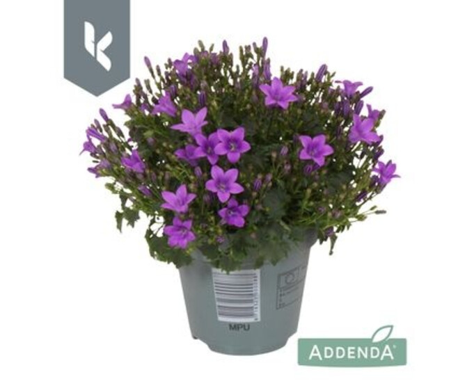 CAMPANULE PORTENSCHLAGIANA &