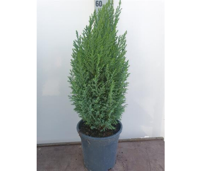 CHAMAECYPARIS ELWOODII