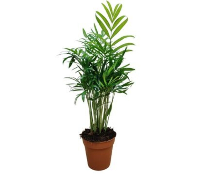 CHAMAEDOREA ELEGANS