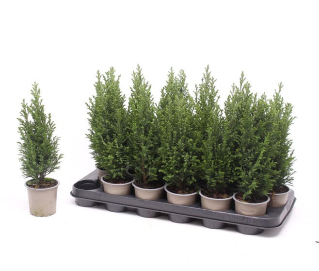 CHAMAECYPARIS ELWOODII