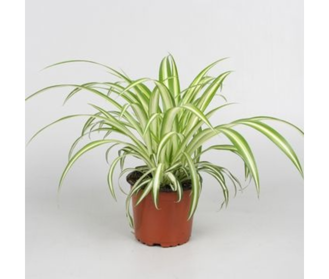CHLOROPHYTUM