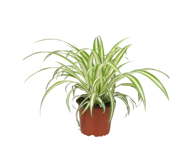CHLOROPHYTUM