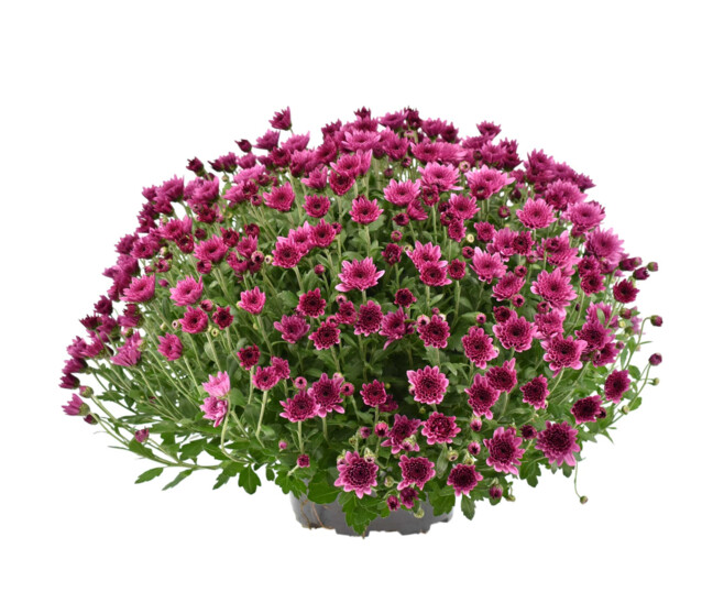 CHRYSANTHEME MULTI COUPE